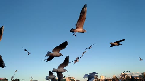 Feeding the birds