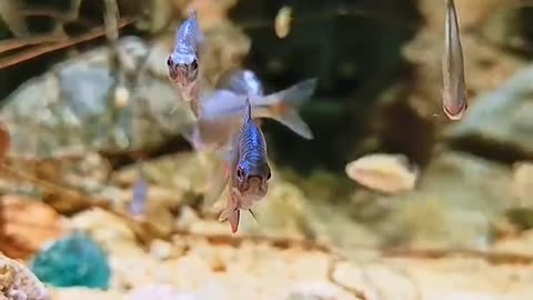 A corner of a fish tank