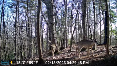 The Woods – 02/14/2023