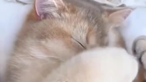 Cute Catvideofeed