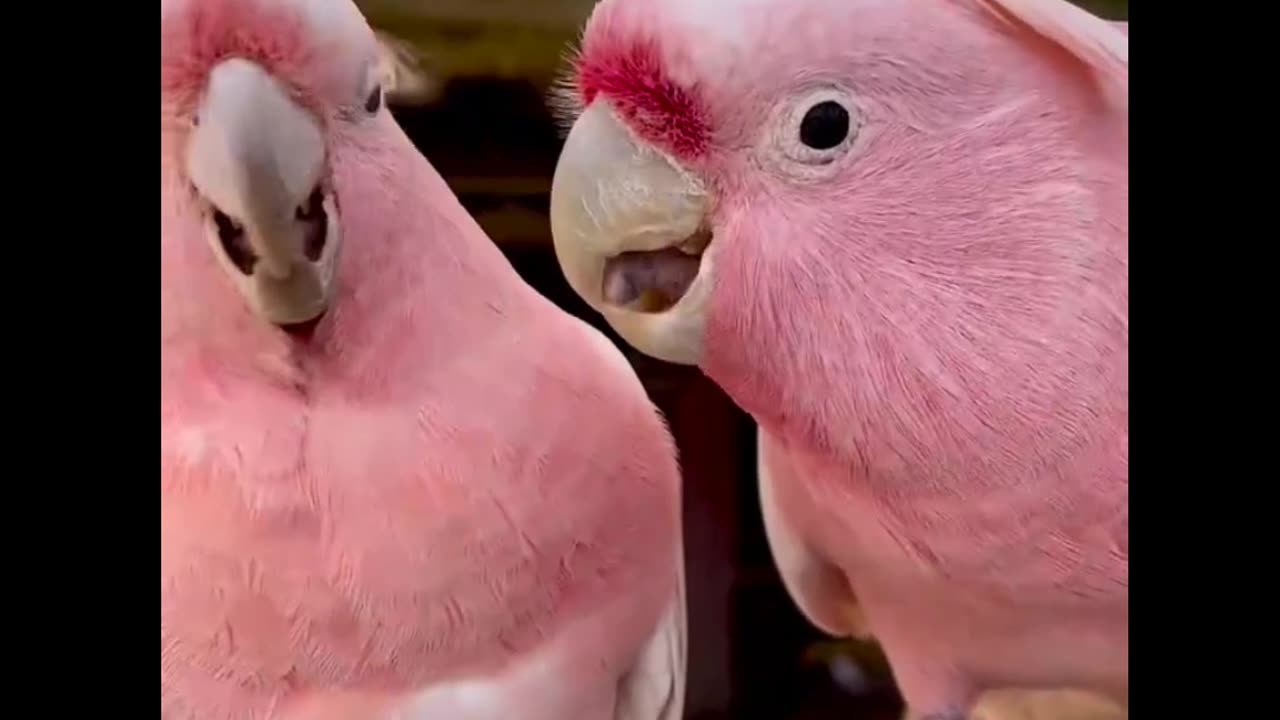 Chasing The Truth About Cute birds