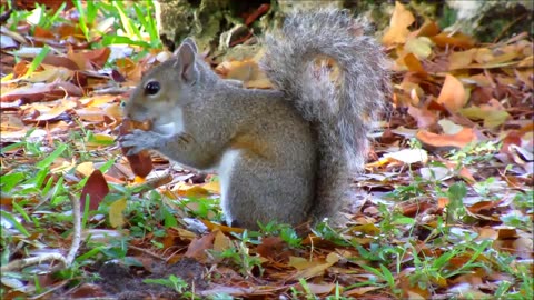 Grey Squirrel Eating