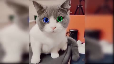 Cute cat viral