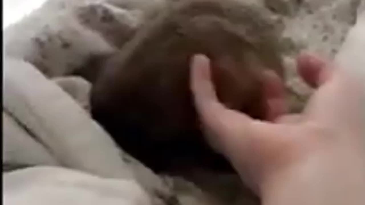 Wildlife