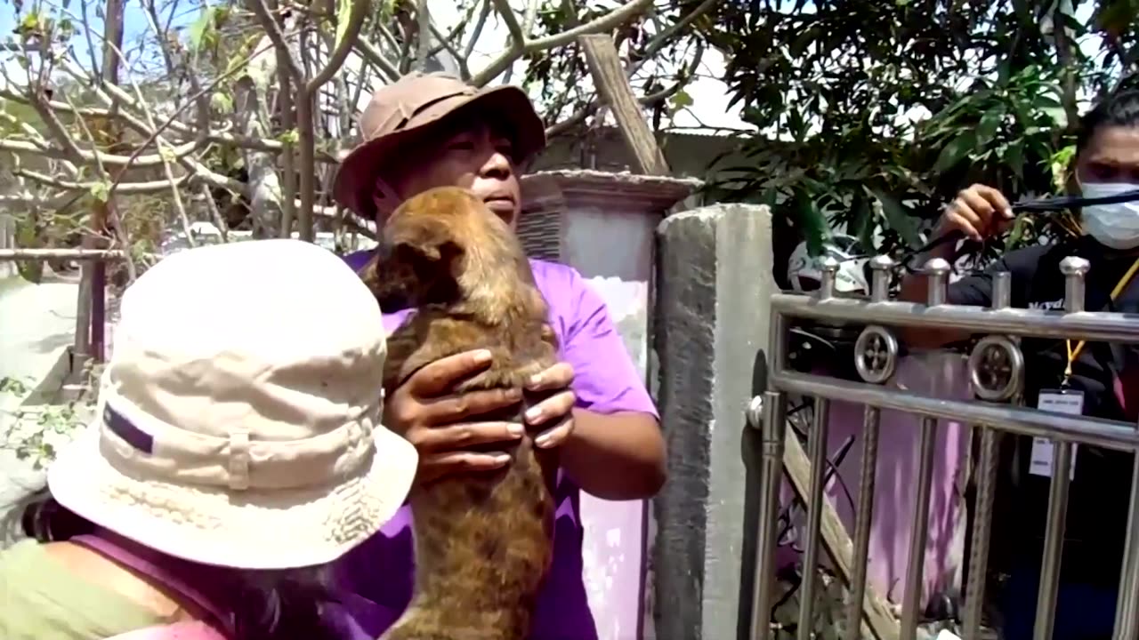 Indonesia volunteers rescue animals as volcano erupts