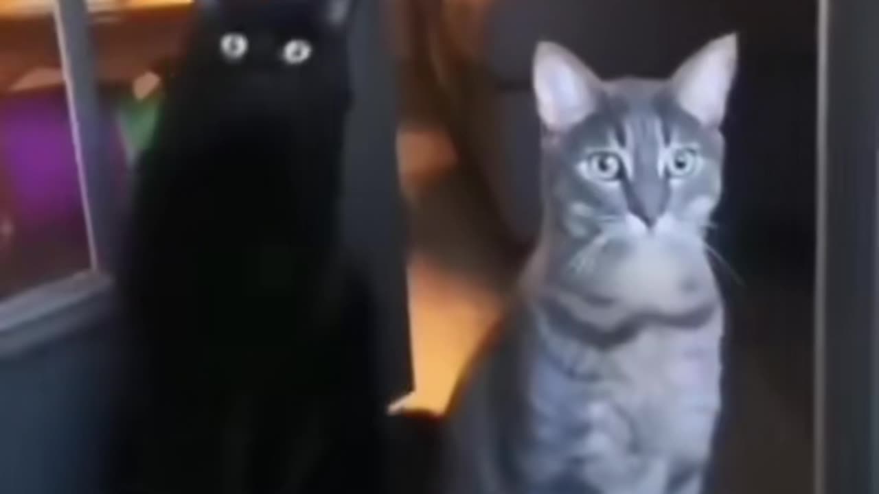 Funny cat