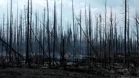 Canada's 2023 wildfires released more carbon than some countries