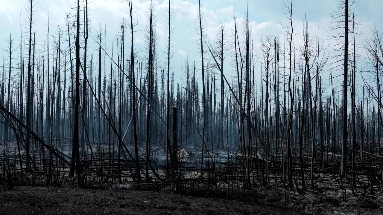 Canada's 2023 wildfires released more carbon than some countries