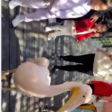 Funny duck video😄