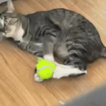 Cute Cat Gif