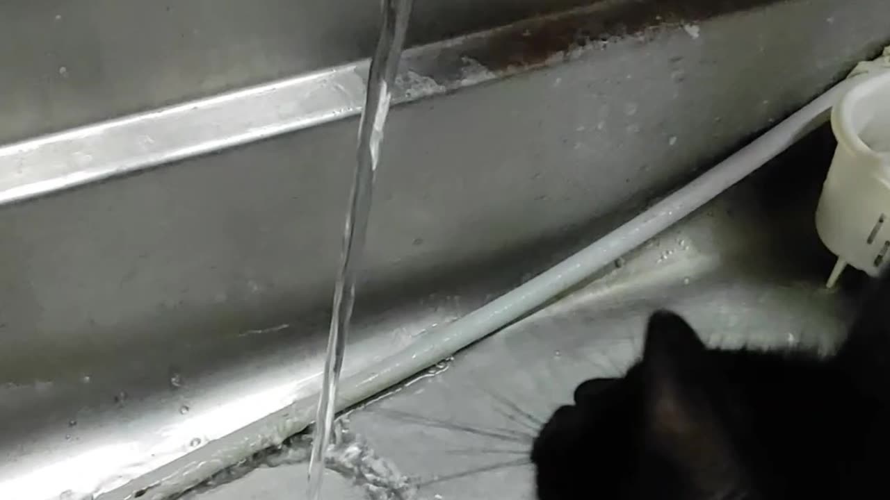 Cat playing with water