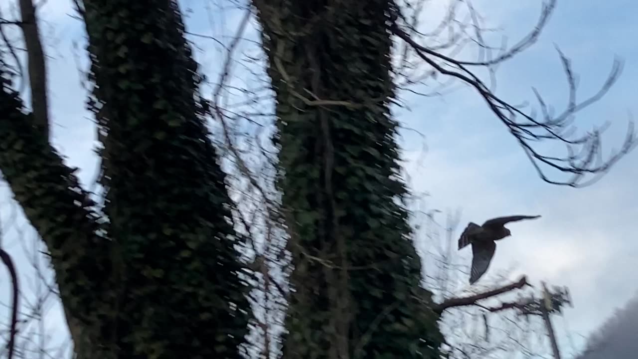 Hawk on a limb