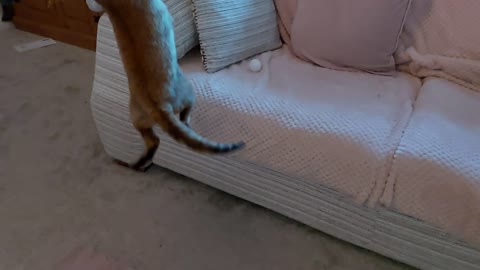 Crazy Cats 27