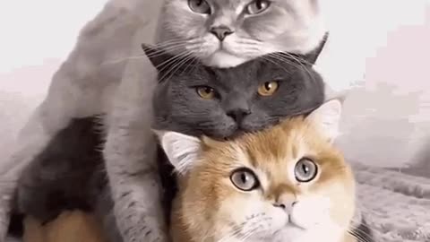 Cute Cat Gif
