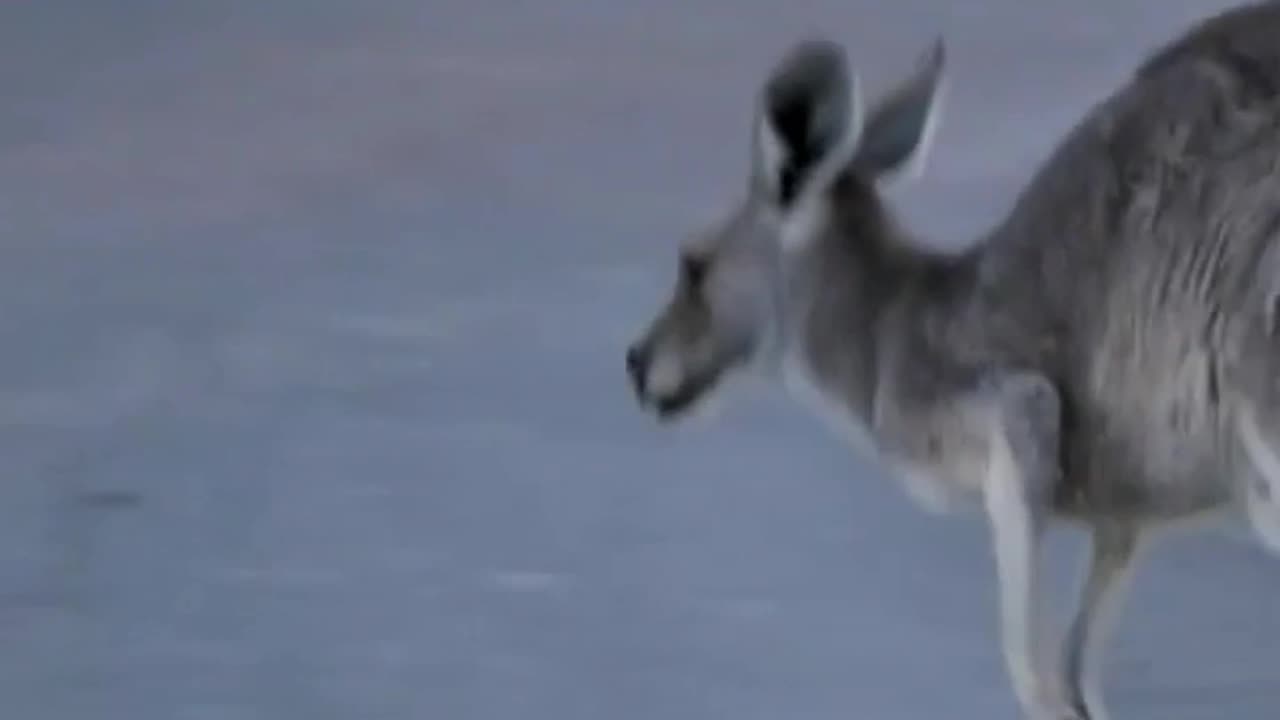 Kangaroo Hopping