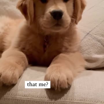 "Buddy: The Cheerful Golden Retriever Puppy"