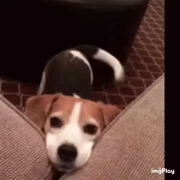 Cute Dog Gif