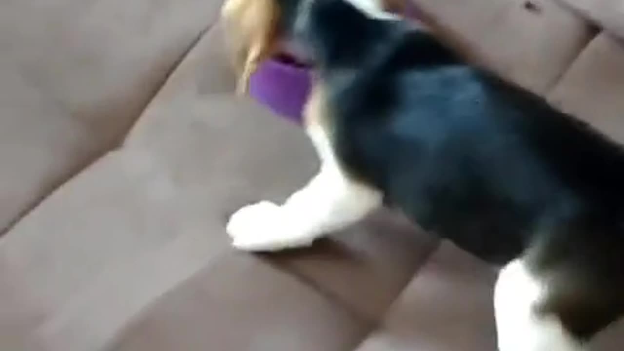 only sound that wakes a dog