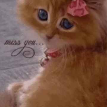 Cute Cat Gif