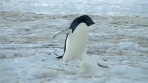 Penguin chicks rescued by unlikely hero | Spy in the Snow - BBC