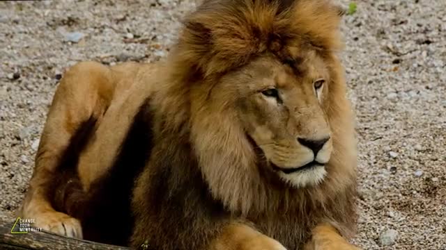 A LION MENTALITY - watch this if you are ready to change your life