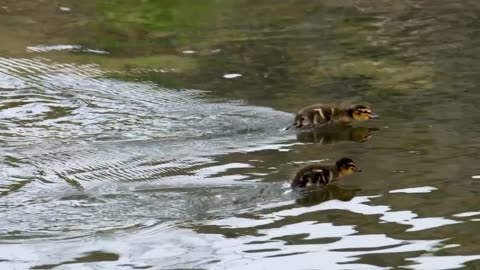 Duck cub chick