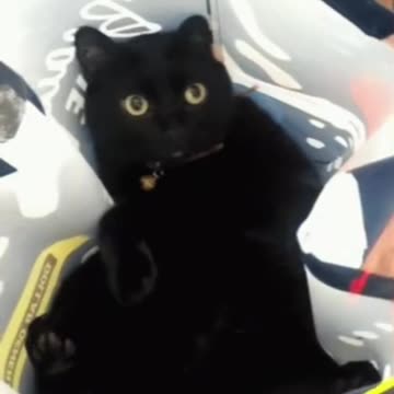 Cute Cat Gif