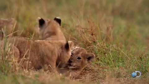 Adorable Lion Cubs Frolic as their Parents Look On