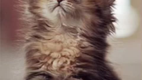 Cute Cat Gif