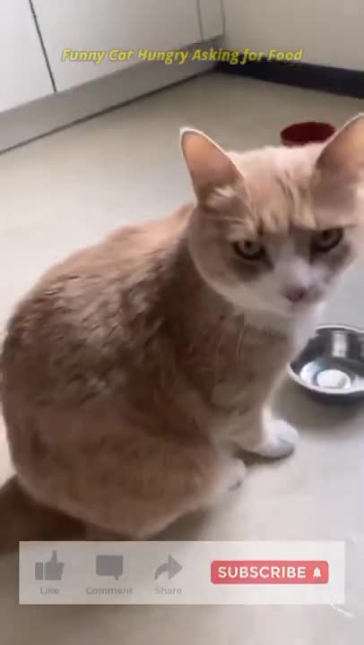 Funny Cat - Hungry Cat asking for food 😄