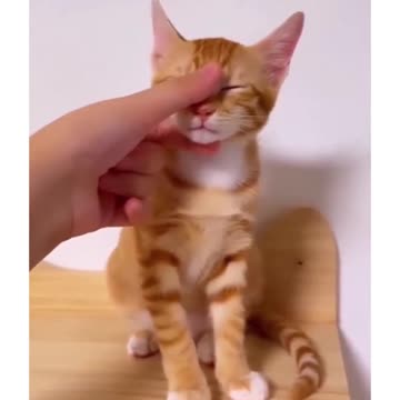 Funny cat... Funny animal