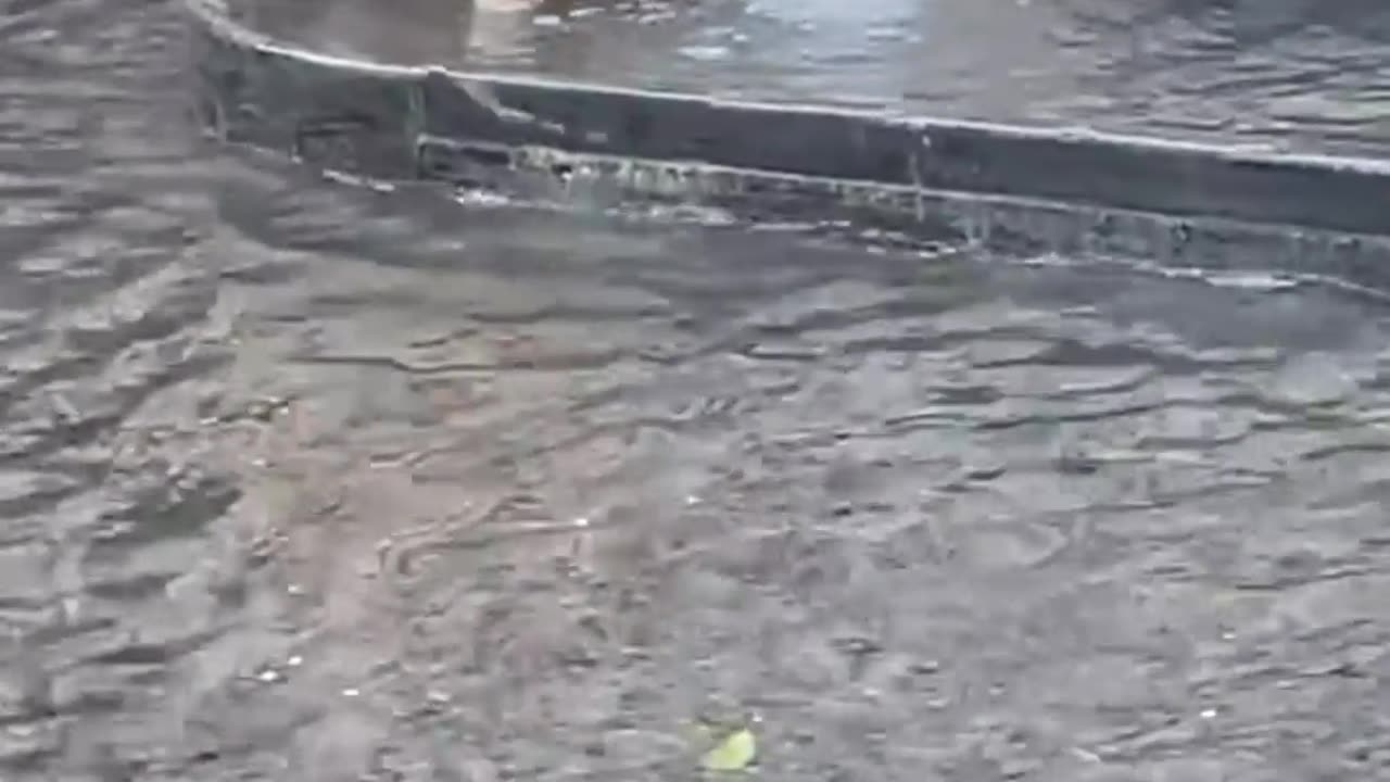 Dog swallows the fountain