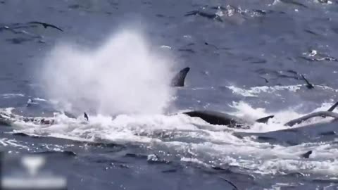 orca hunting amazing orca attacks