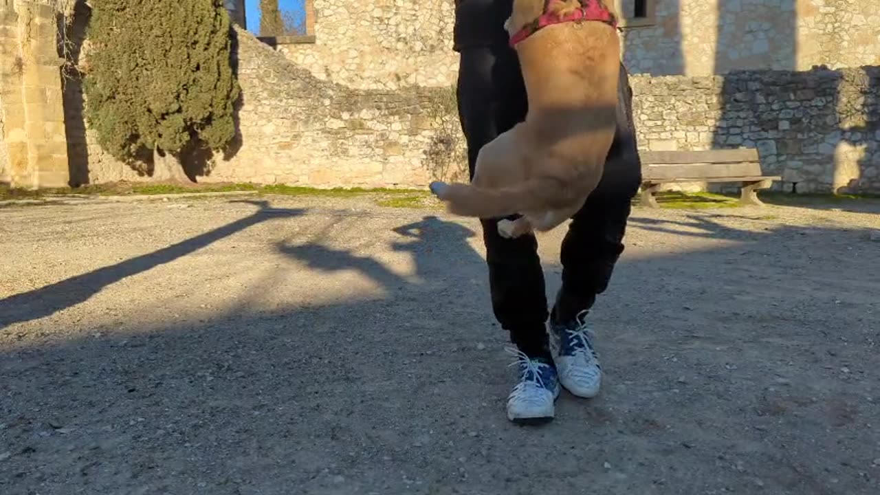 2023-02-05 (2) - Pitbull féroce - Twitch Meutemediatique (clip)