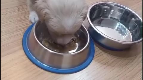 Bulma's first Meal