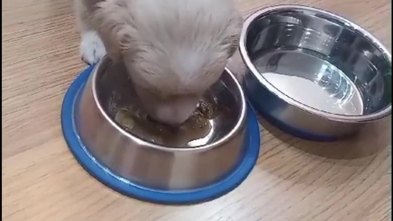 Bulma's first Meal