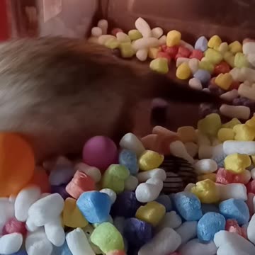 Ferret playtime part 2!!