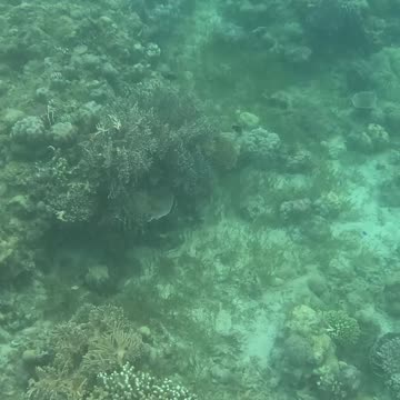 Morning Snorkeling Adventure