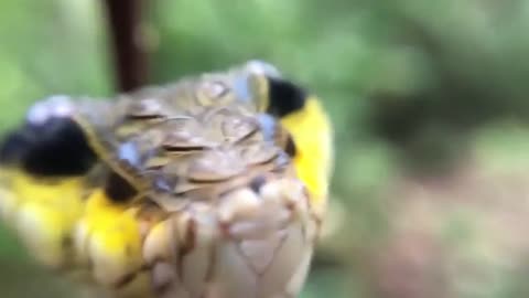 1 Minute Learning: A caterpillar that takes the form of a snake when it feels threatened!