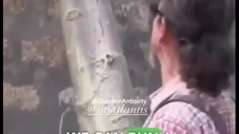 Trees generate electricity ⚡ electricity