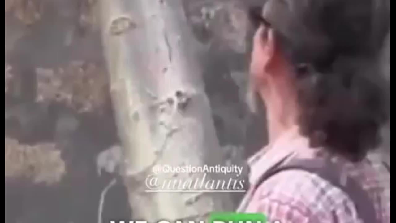 Trees generate electricity ⚡ electricity