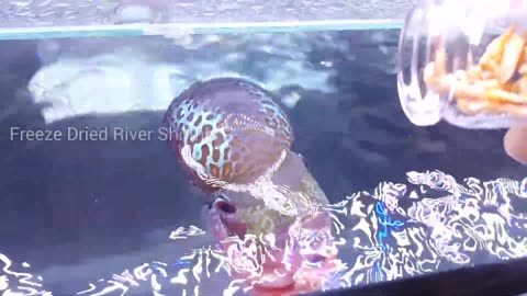 8 Months Update – Flowerhorn Scale, Battle, Flesh Wound, Weekly Maintenance