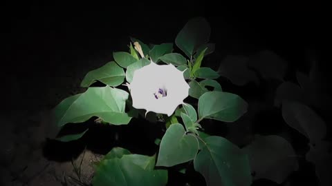 Sacred Datura - Nightshade Family