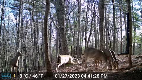 The Woods – 01/28/2023