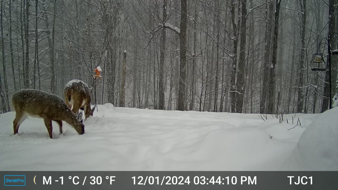 Deer on a Snowy Evening