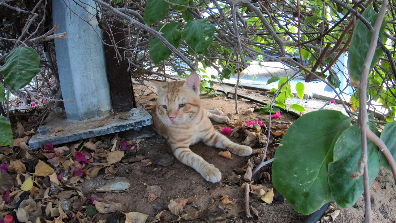 CHRIS MARTIN - Homeless cat in Ras Al Khaimah, UAE #cat #cats #ChrisMartin #emirates #ae #UAE #food