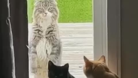 Cute cat funny video 😸😸