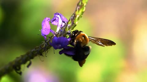 Flowers can makes a effective meditation practice