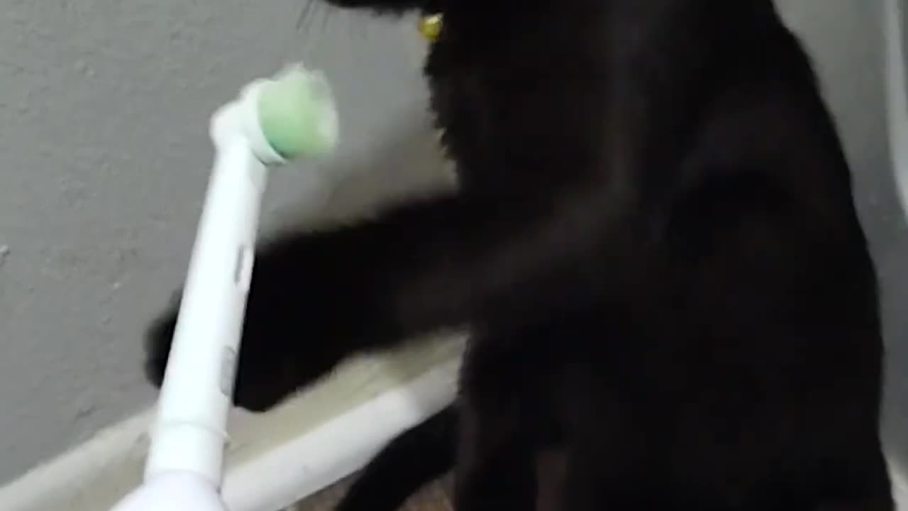 Black Cat HATES Spinning Toothbrush!