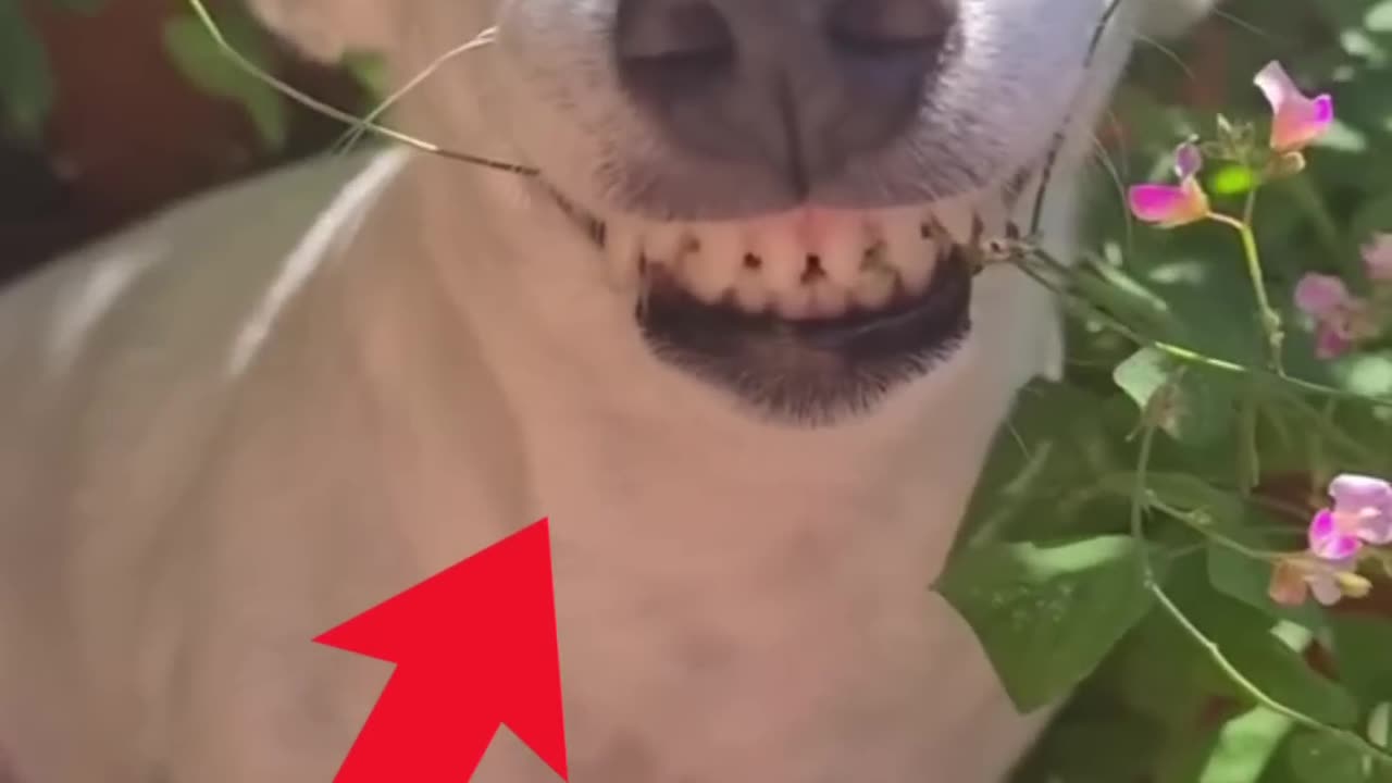 If you laugh_ you restart_ part 29 #animals #funnyanimals